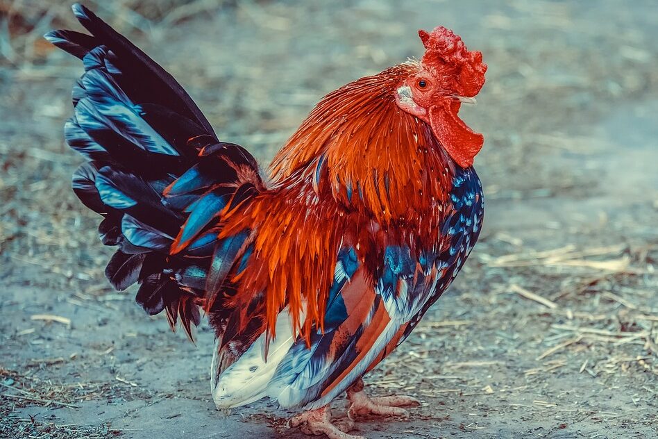 chicken, animal, poultry-3741129.jpg