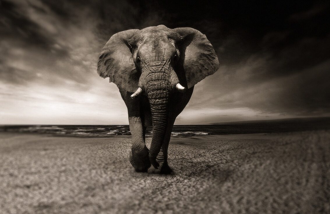 elephant, black-and-white, animal-2870777.jpg