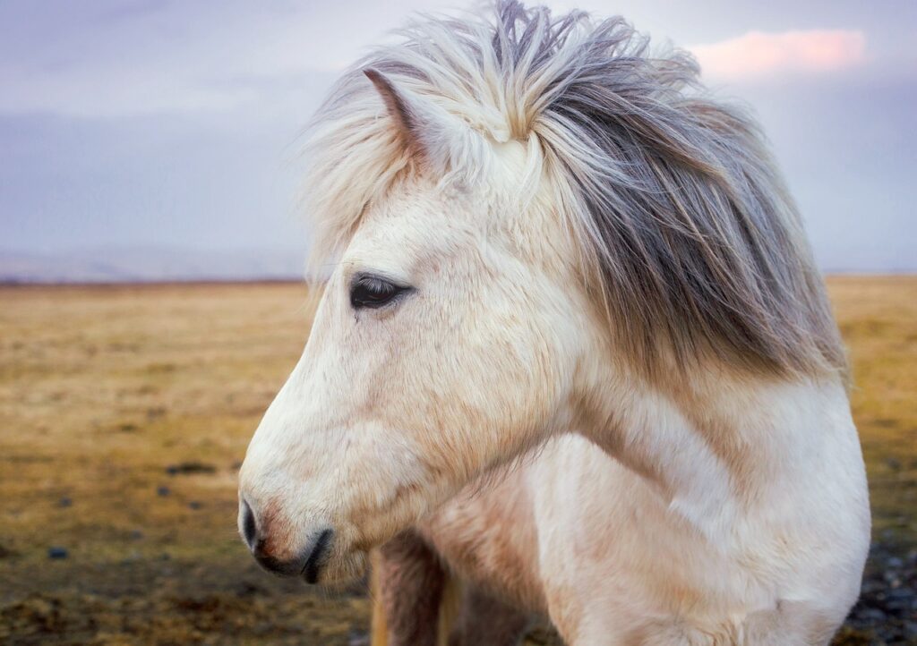 horse, animal, equine-2235916.jpg
