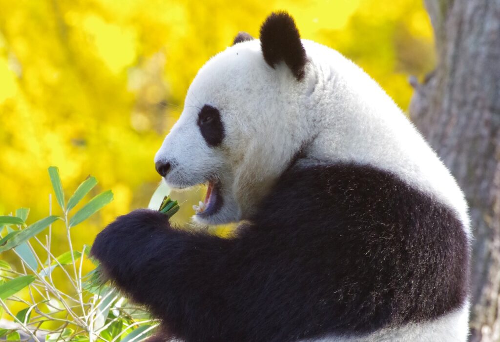 panda bear, china, endangered-3875769.jpg