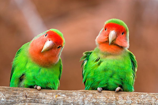 Two parrots