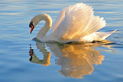 swan-306113991-500px