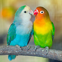 Two love birds
